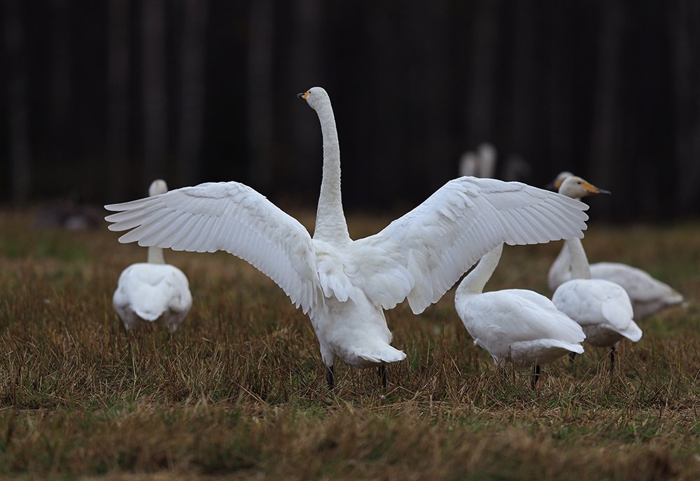 Скоро на юга.