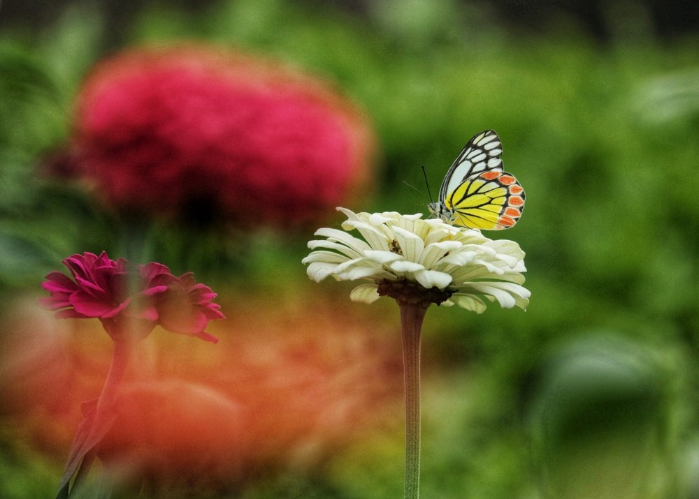 Photograph by DEBYENDU DAS