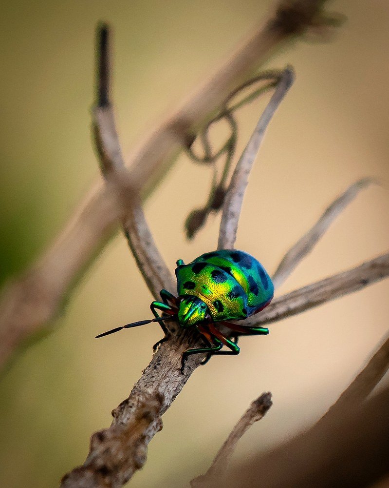 Фотография автора Grace Rani