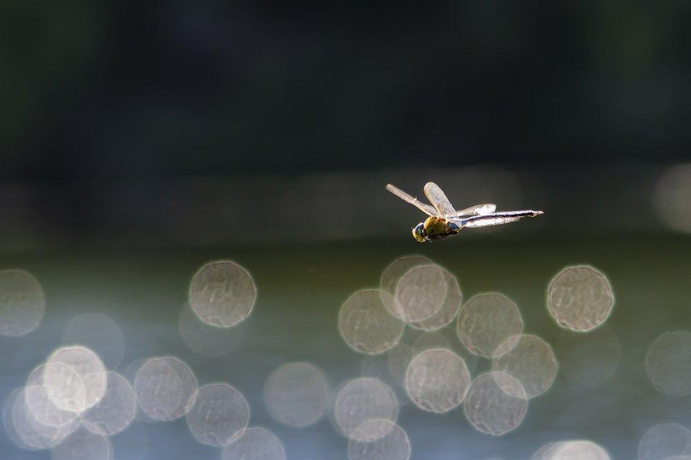 Photograph by Александр Щербаков