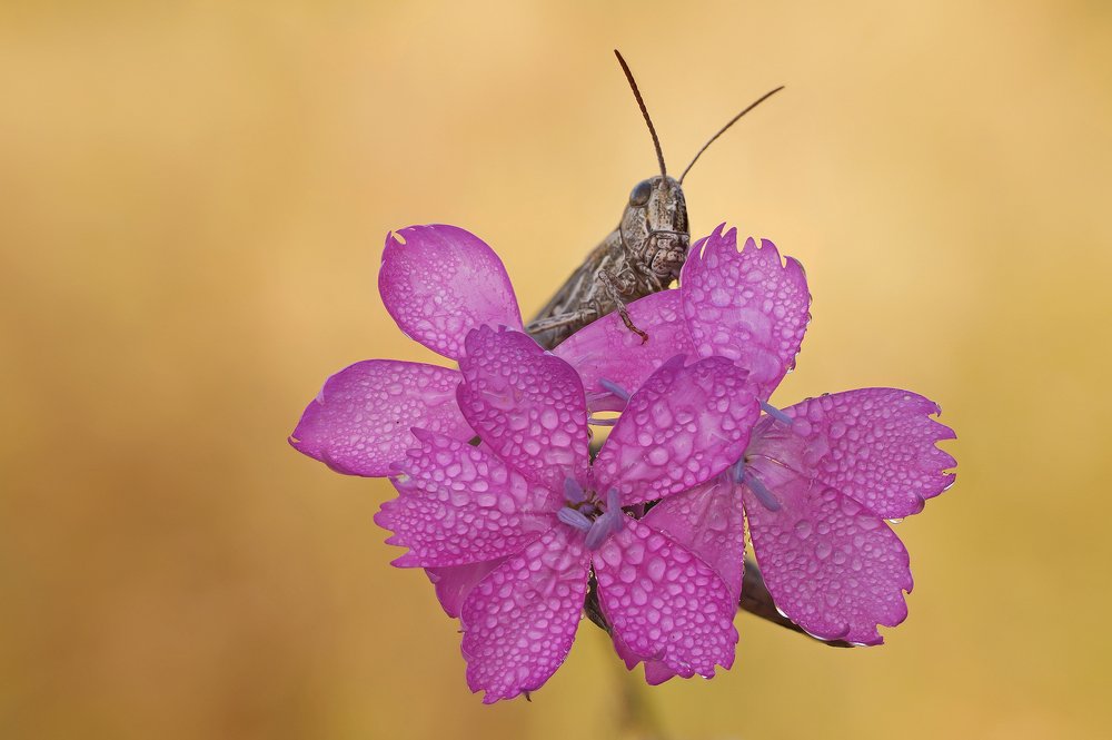 Photograph by Чепленко Алексей