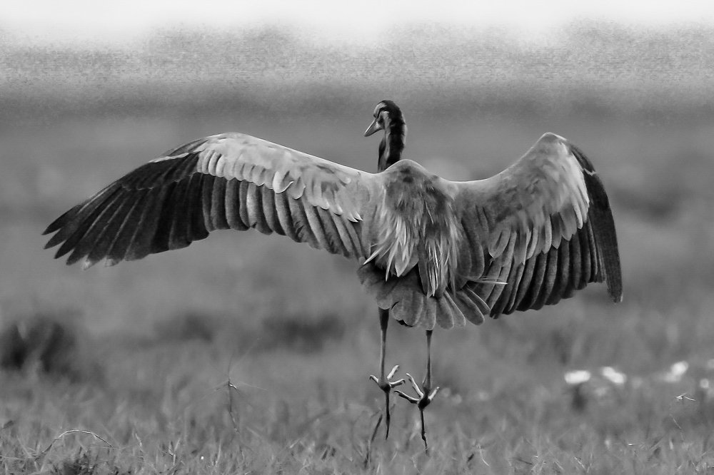 Фотография автора Grace Rani