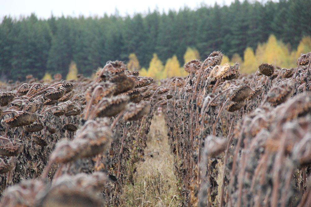 Photograph by Геннадий Федоров