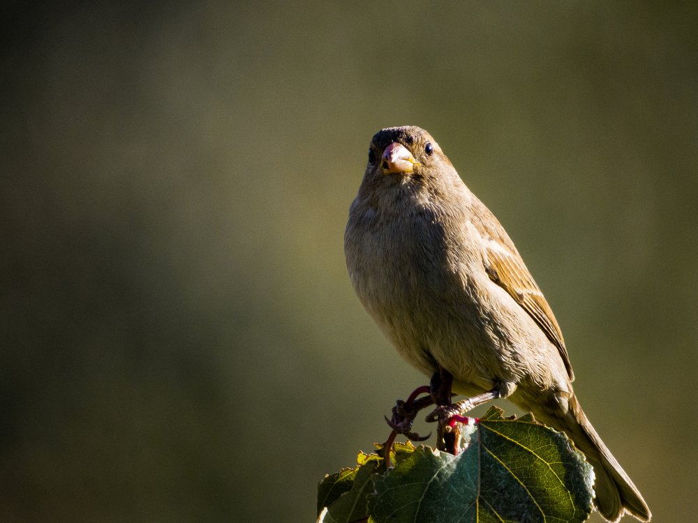 Photograph by Ghadimi Mahdiyar
