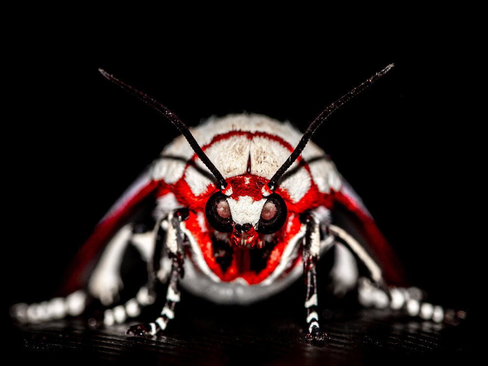 Photograph by Abhilash Thamattoor