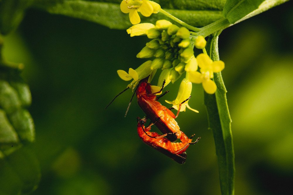 Photograph by Екатерина Аксёнова