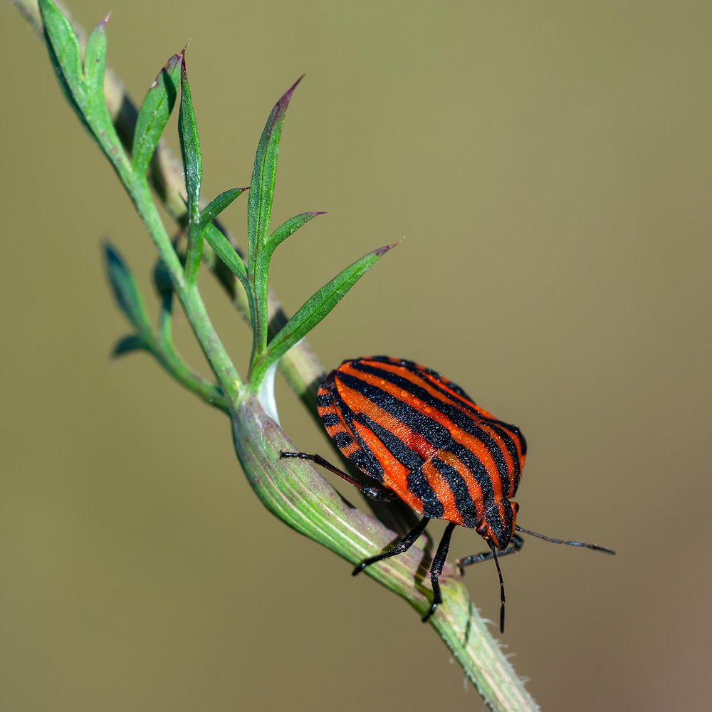 Photograph by Александр Земляной