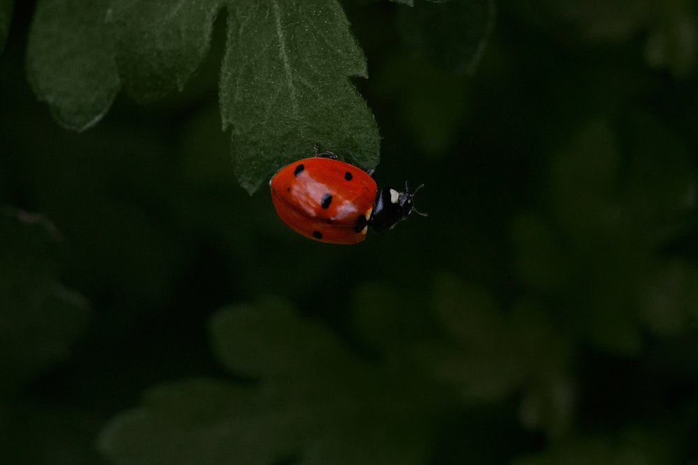 Photograph by Михаил Шпирко