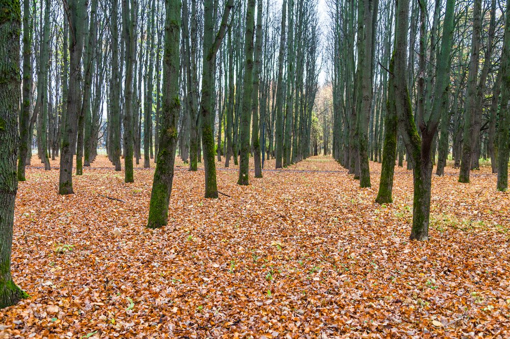 Photograph by Александр Лапшин