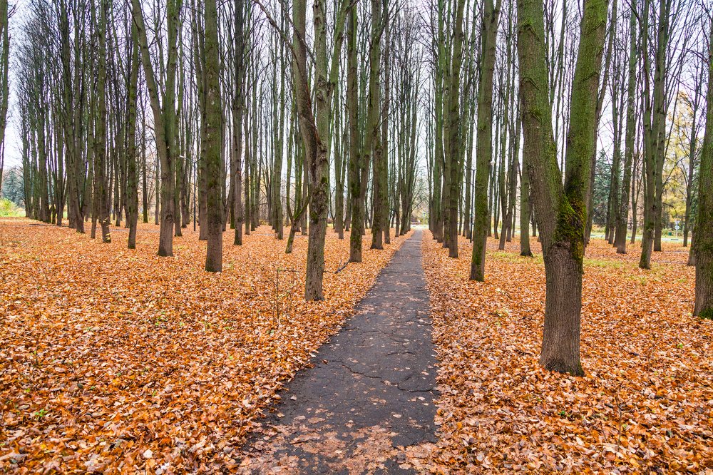 Photograph by Александр Лапшин