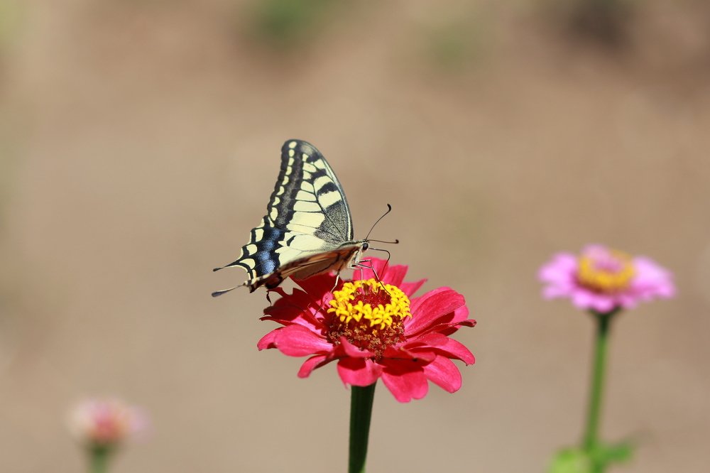 Photograph by Татьяна Москаленко