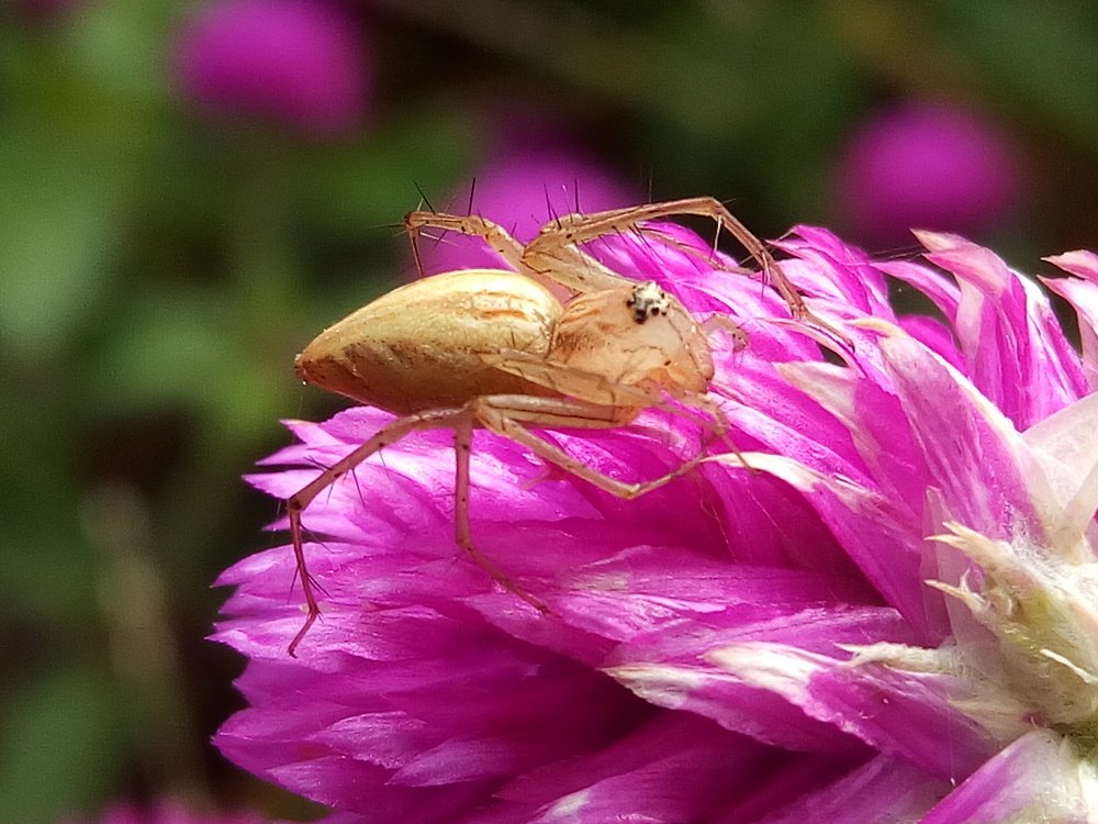 Photograph by @mashurphoto