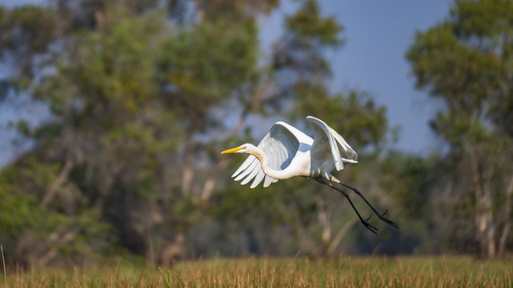 The dance of the stork