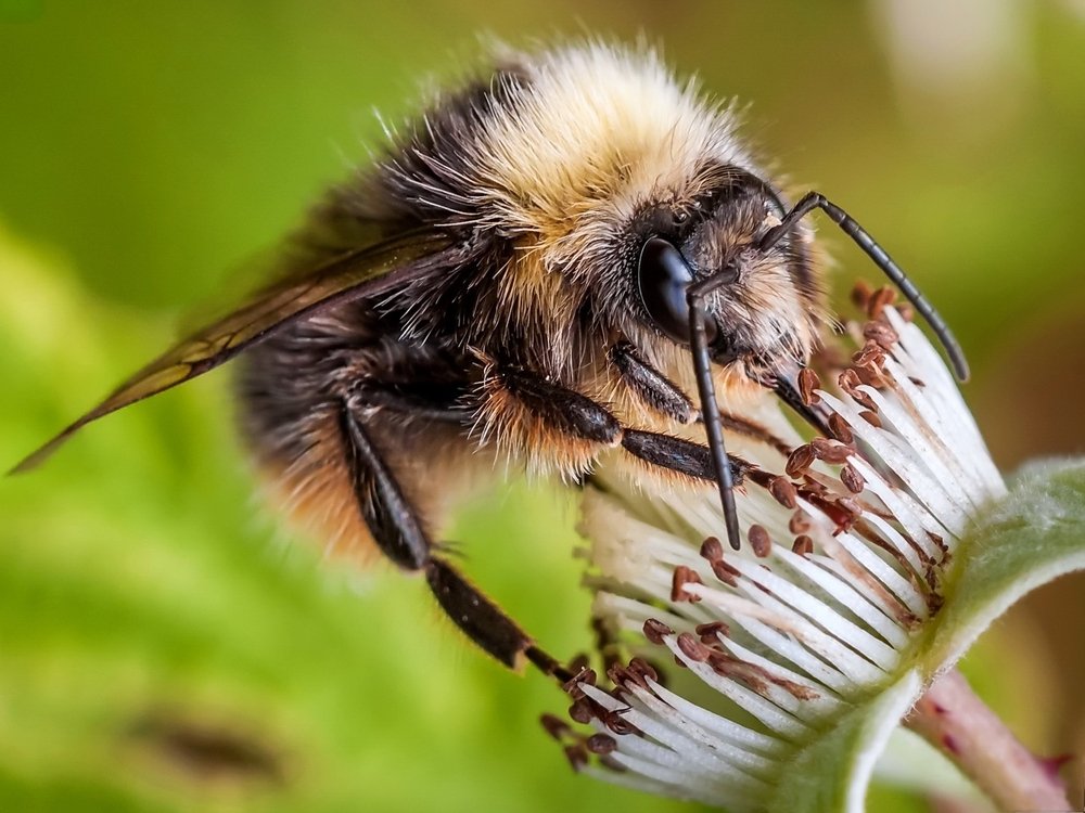Шмель на цветке