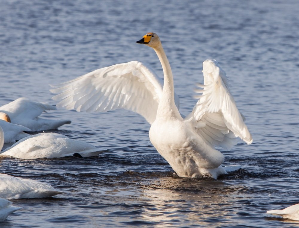 Photograph by Александр Лапшин