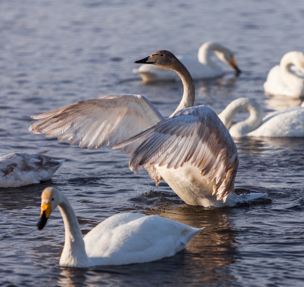 Photograph by Александр Лапшин