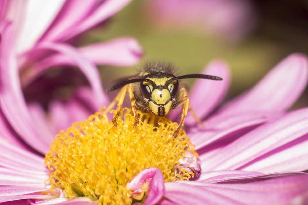 Photograph by Дина Горбачёва