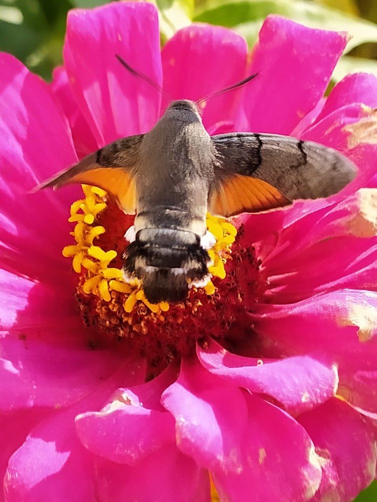 Фотография автора Елена Александрова