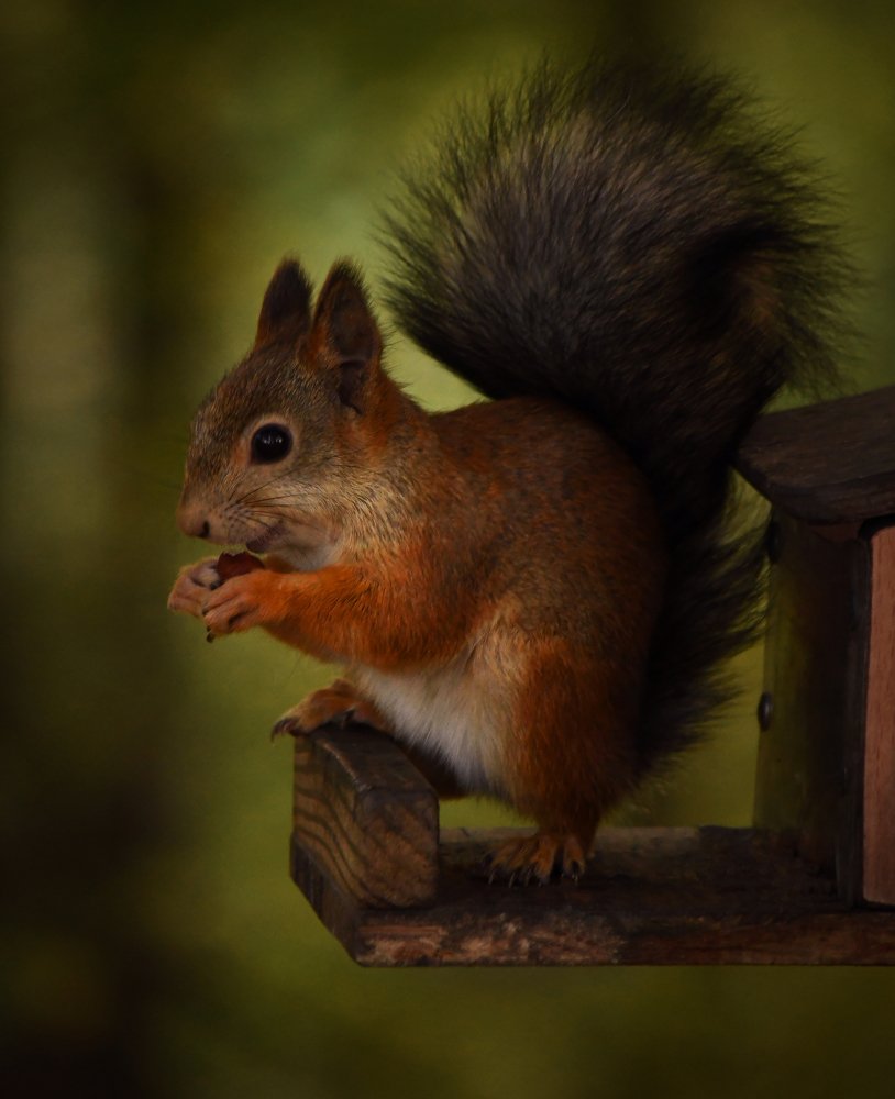 Photograph by Yulia Opanasyuk