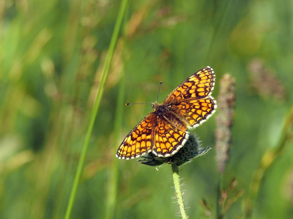 Про бабочку летом