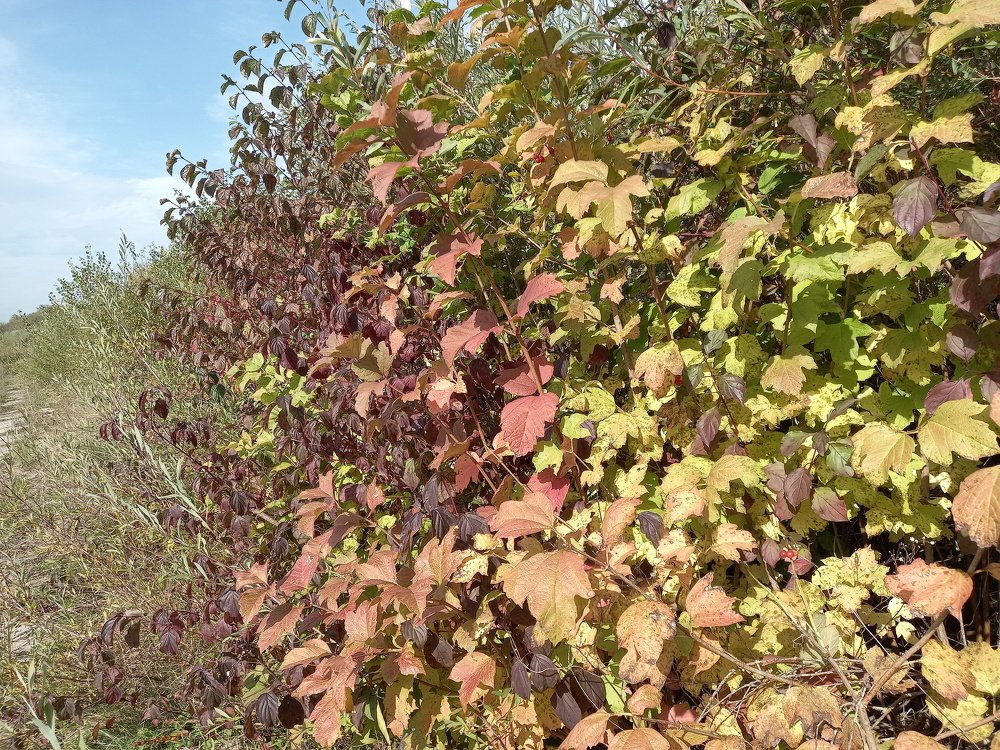 Photograph by Наталія Дронюк