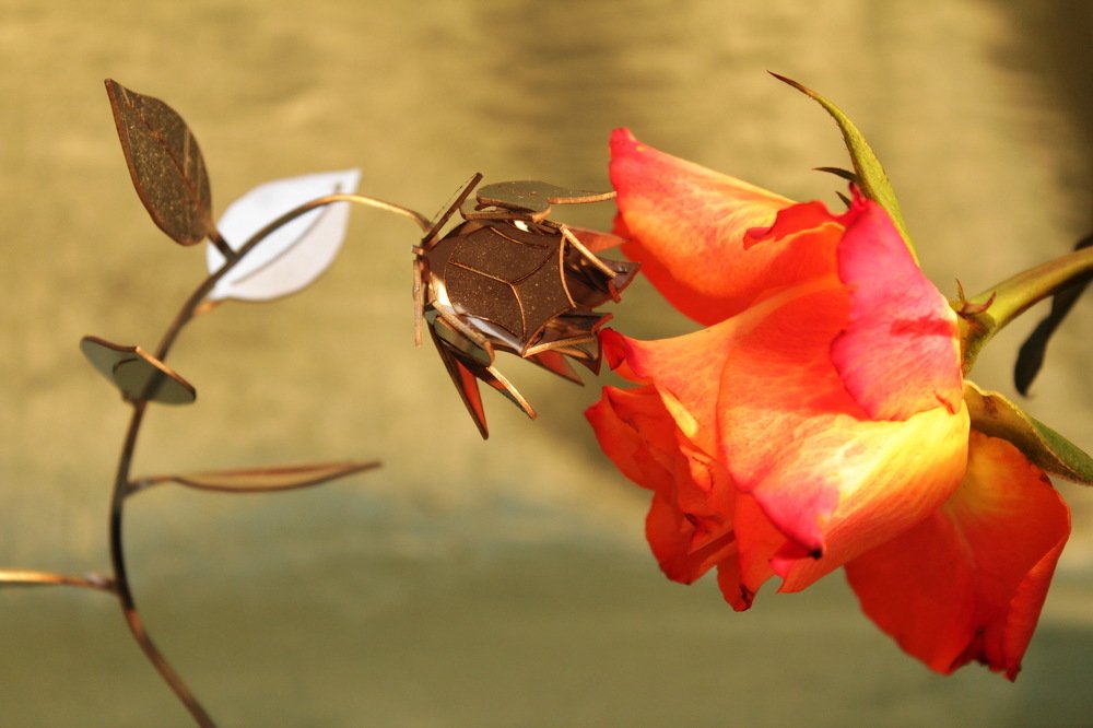 Фотография автора Елена Колосова