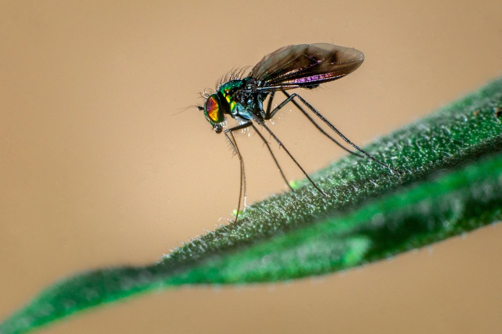 Фотография автора Gabriel de Araujo Almeida