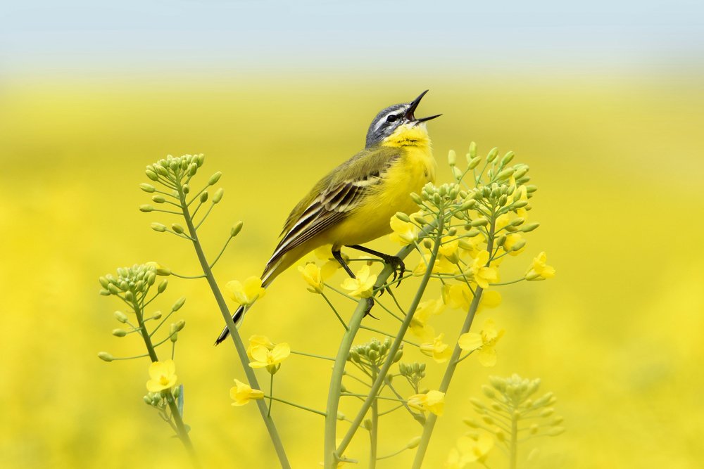 Photograph by Чернобай Анна