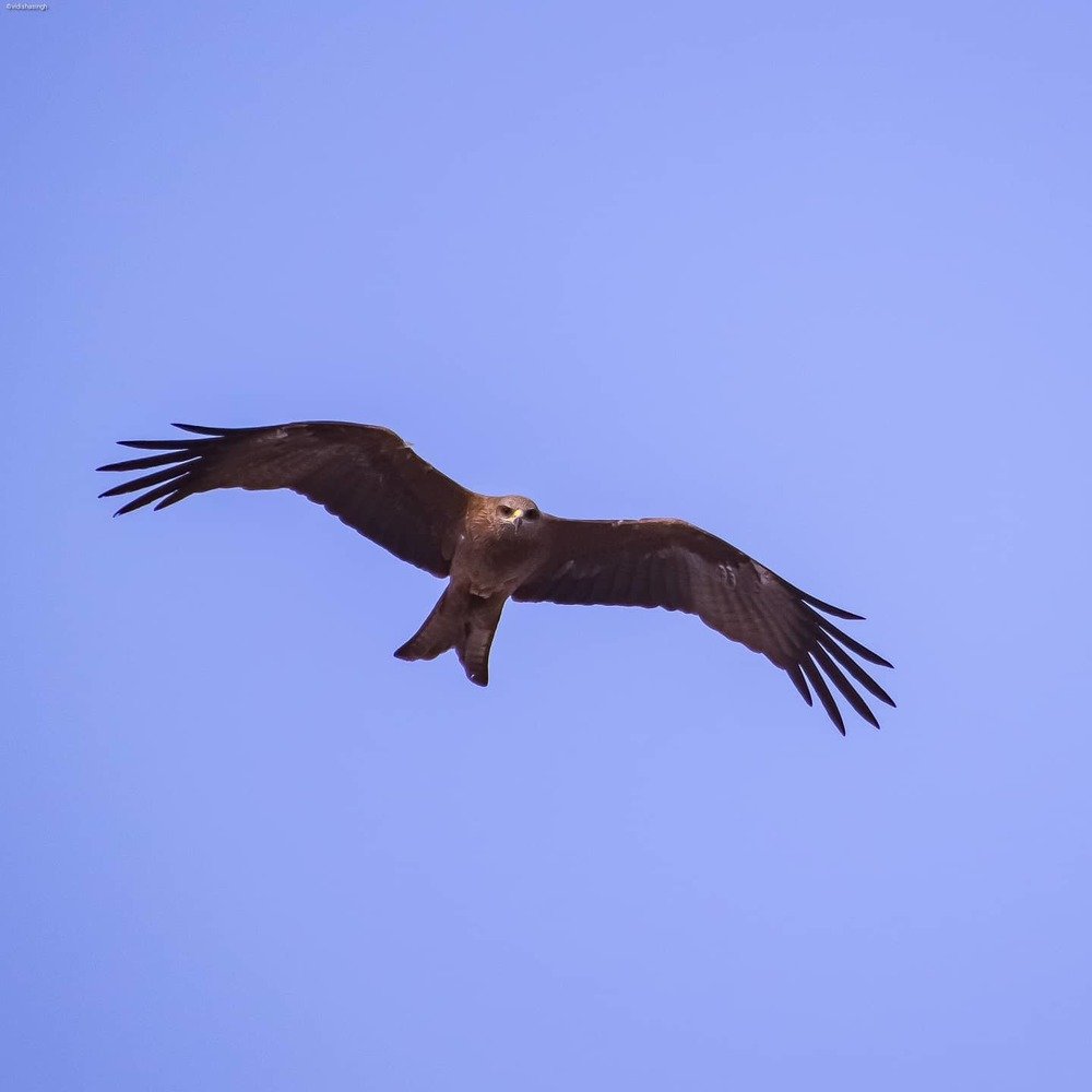 Photograph by vidisha singh