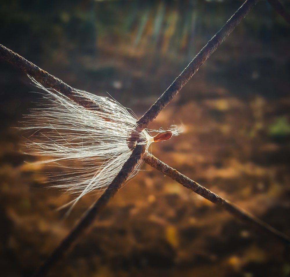 Photograph by Михаил Заброцкий