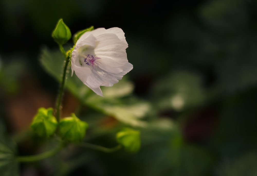 Photograph by Ольга