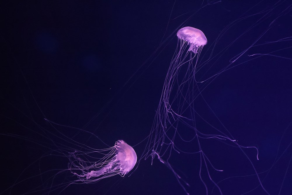 Photograph by Елена Цырюк