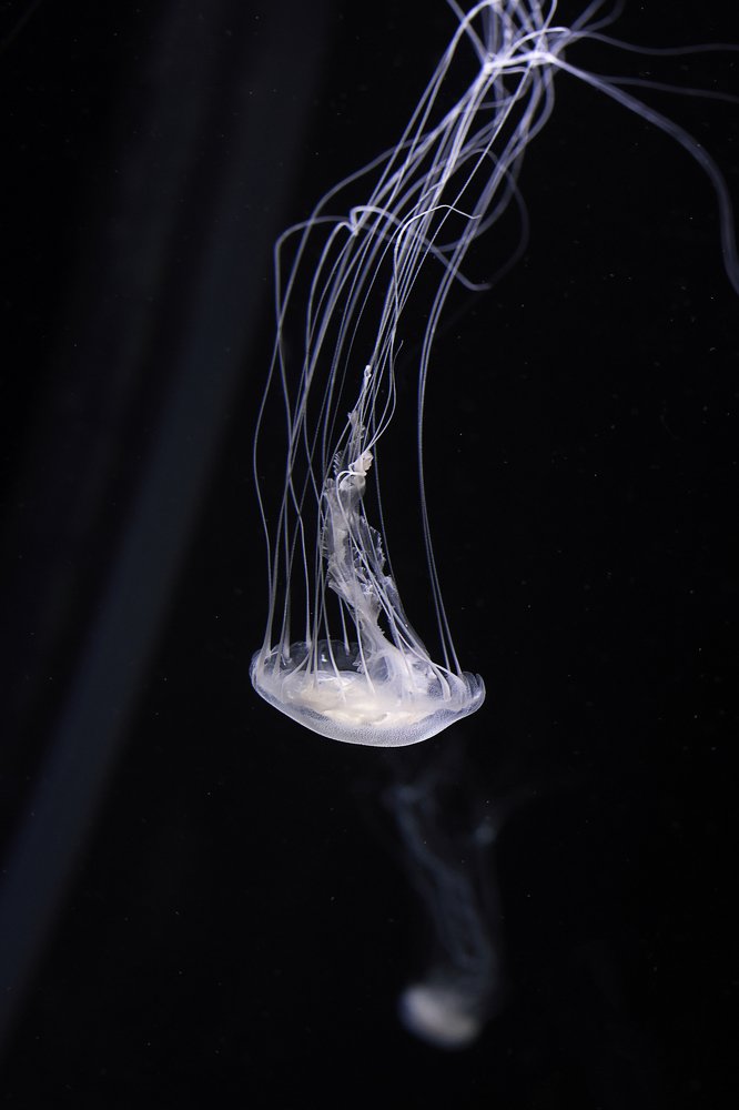 Photograph by Елена Цырюк