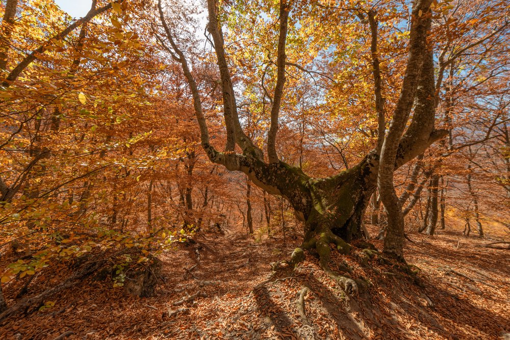 В буковом лесу.