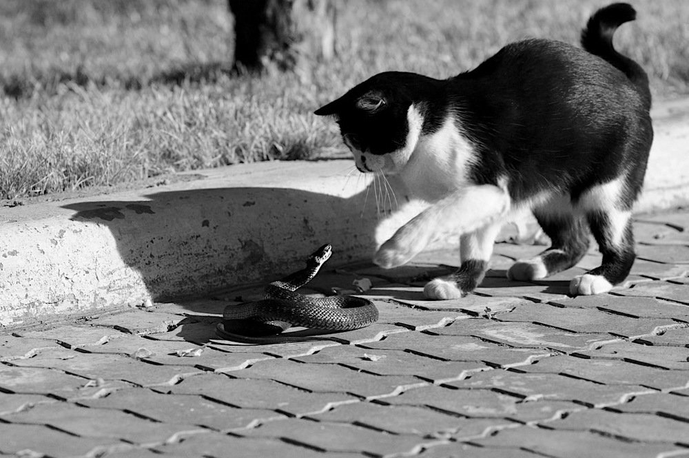 А  ты... ,кто ?