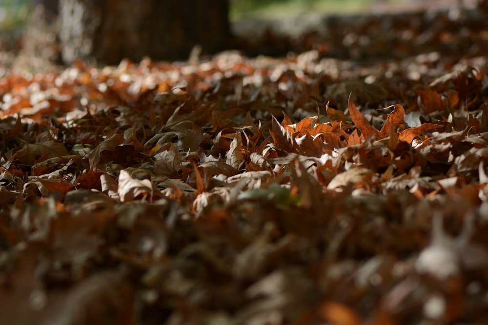 Фотография автора Ася Бабушкина