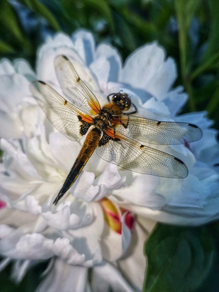 Photograph by Ольга Мажарук