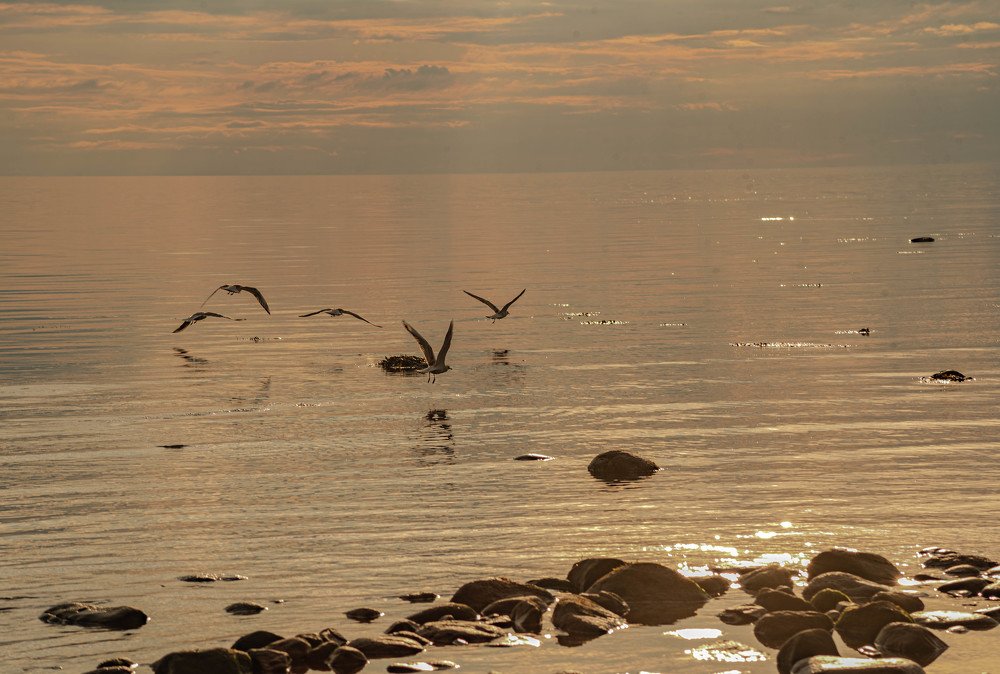 Золотое Белое море.