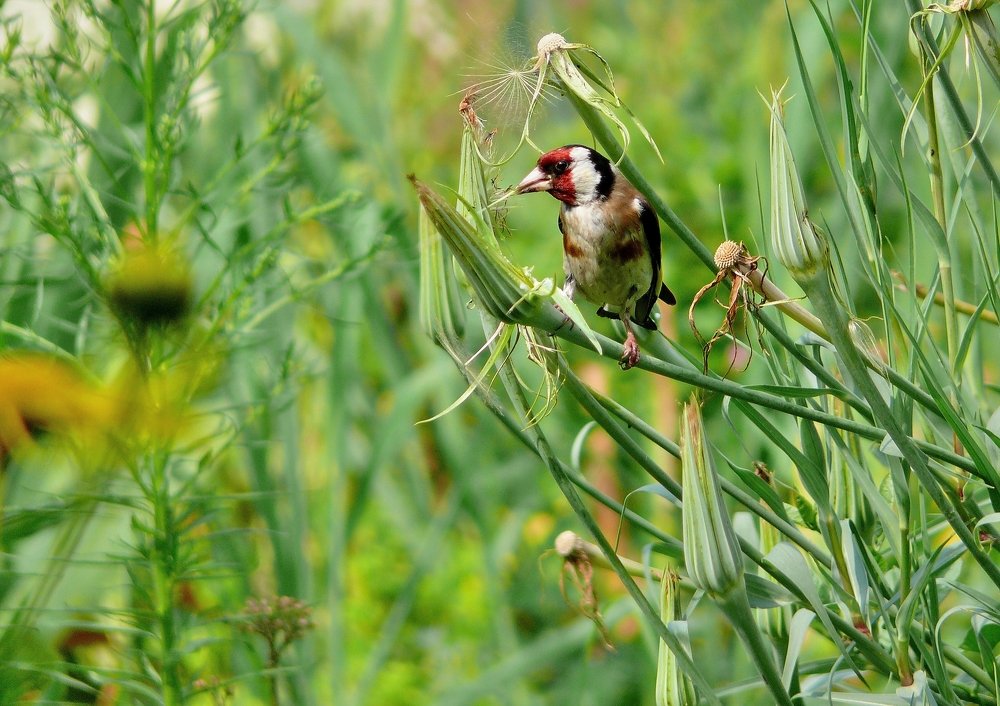 Фотография автора Клавдия Васильева