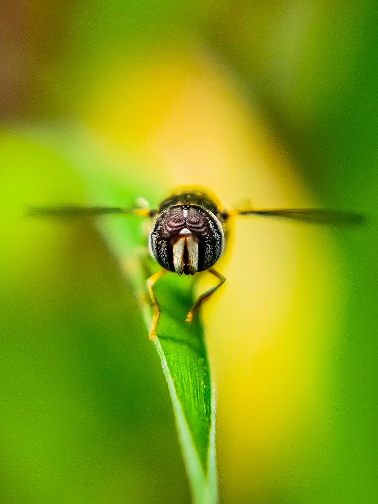 Ready to fly