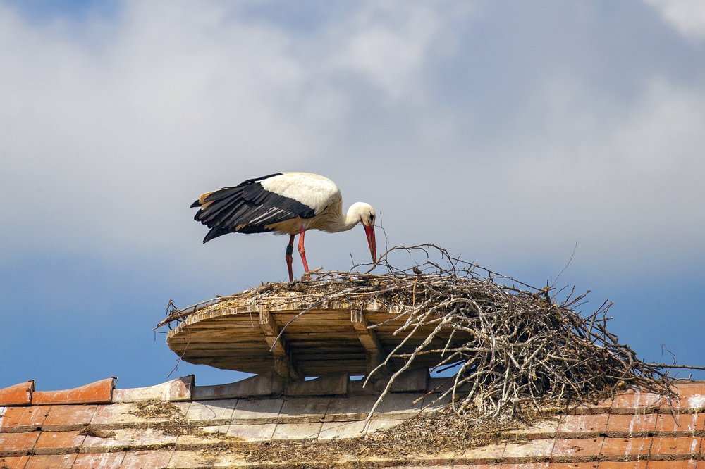 Время вить гнезда.