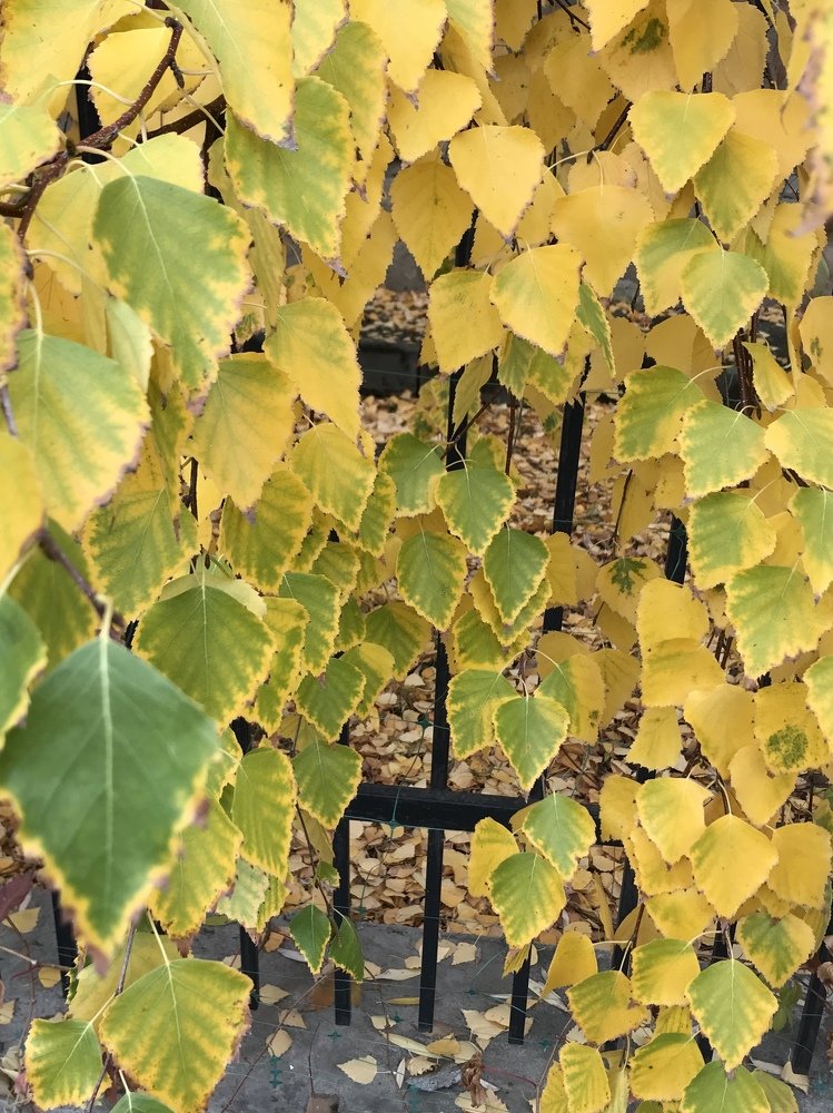 Photograph by Anar K. Amirova