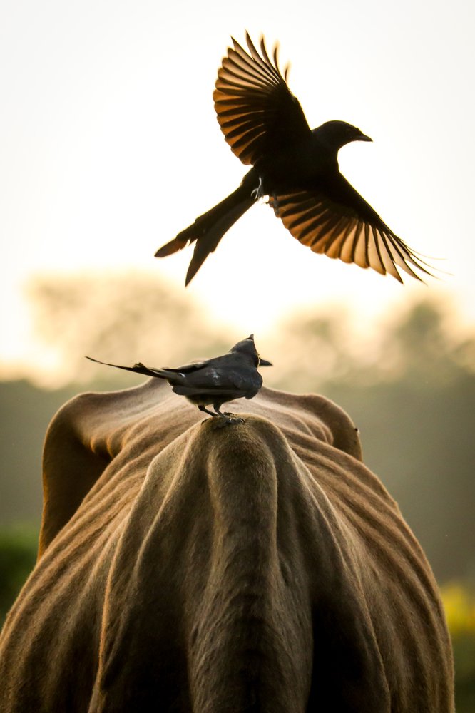 Photograph by MD. amirul Islam