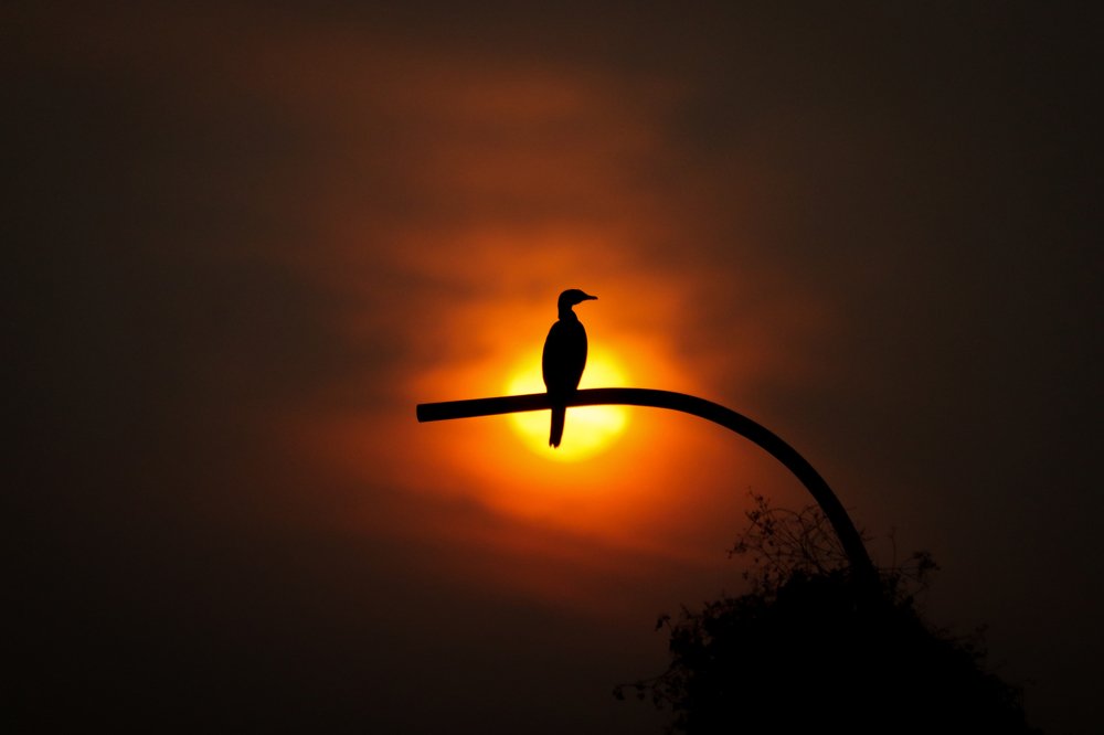 Photograph by MD. amirul Islam