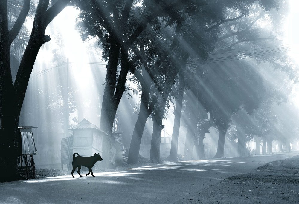 Photograph by MD. amirul Islam