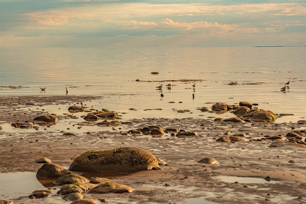 Отлив на Белом море.