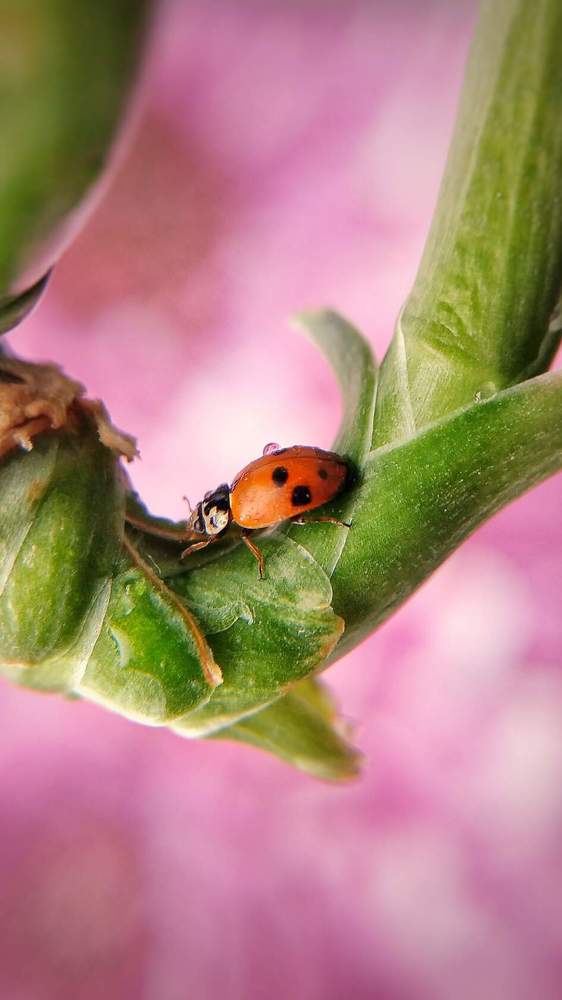 Photograph by Елена Ерина