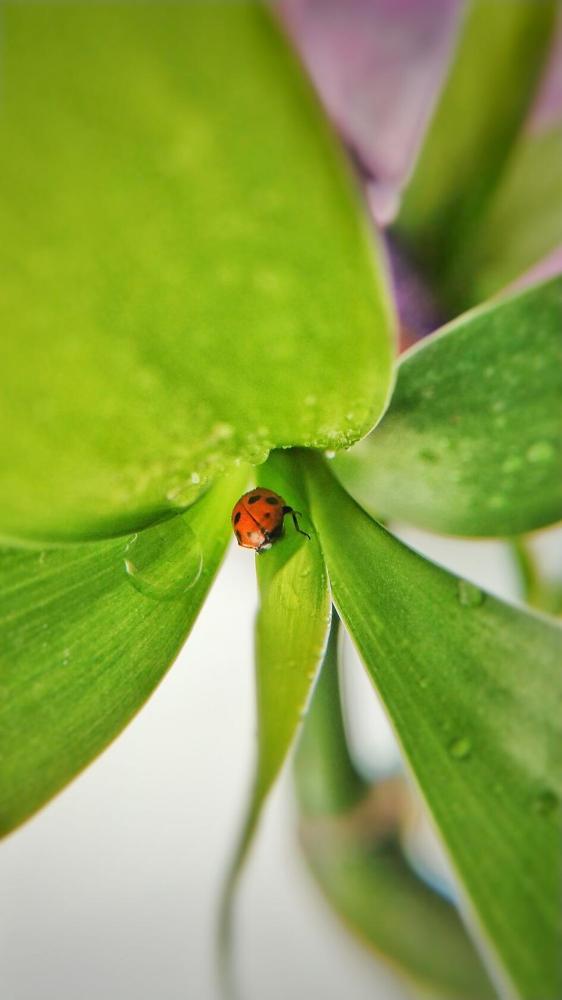 Photograph by Елена Ерина