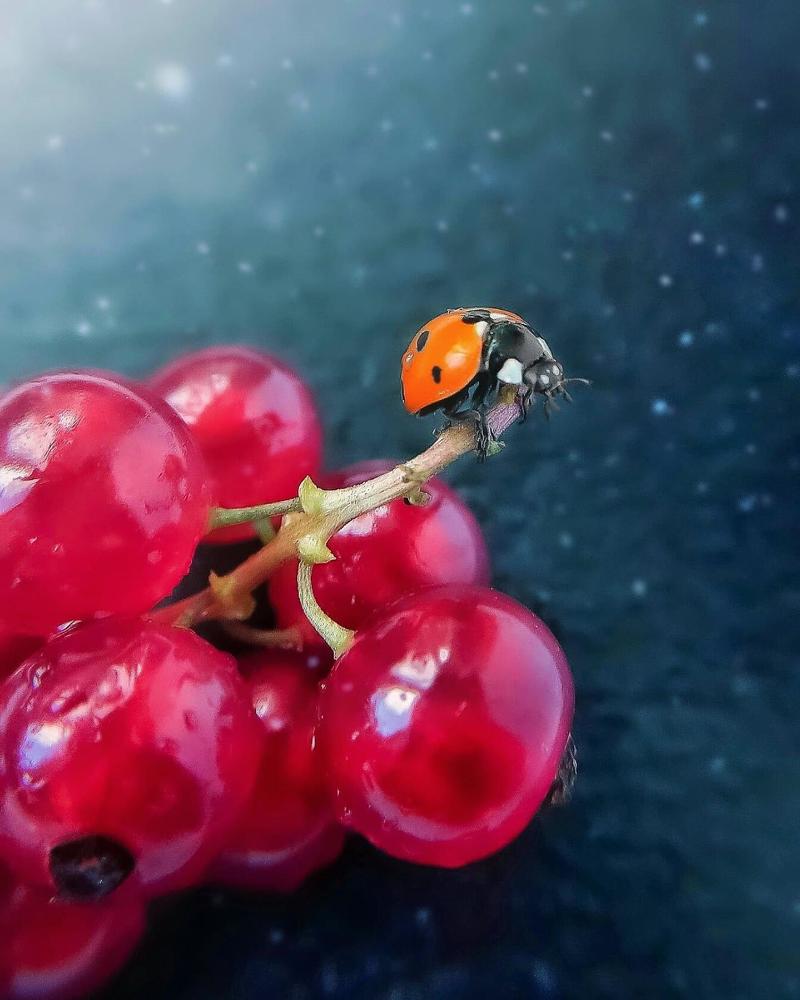 Photograph by Елена Ерина