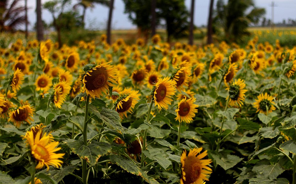 Photograph by Rijas Galleria